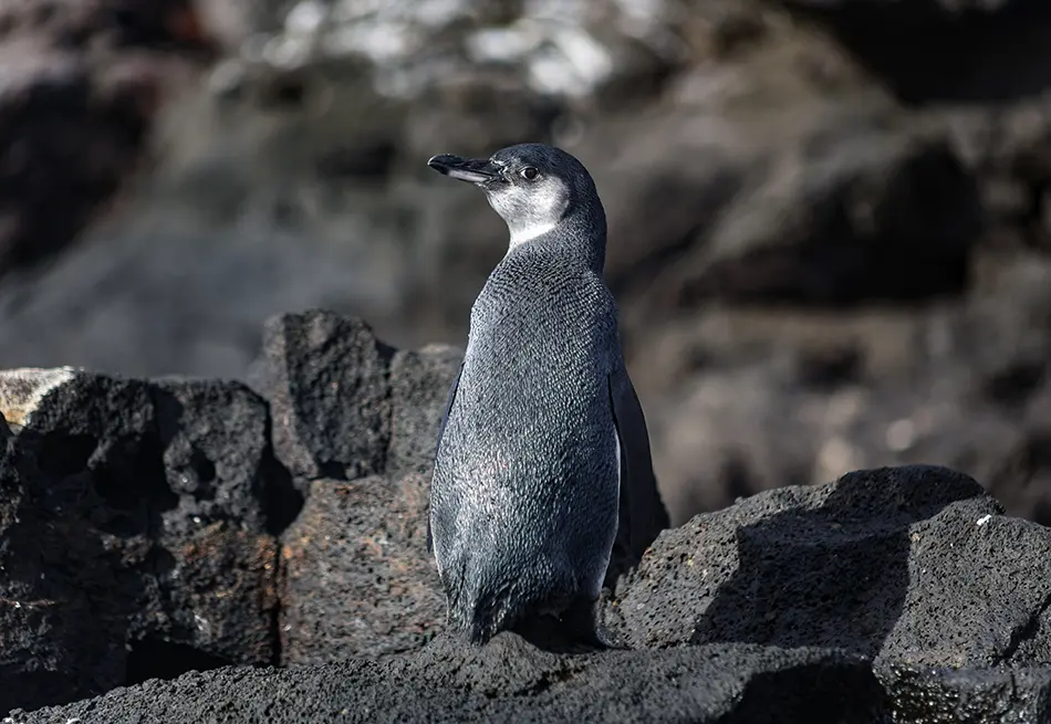 Galapagos penguin, Isabela island